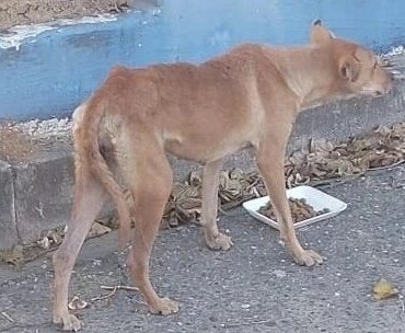 PawsTeamRescue's tweet photo. ⚠️💔🚑collapse🚑💔⚠️
We continue in search of the well-being of these angels. We have struggled daily with the hunger they suffer from and no one seems to care. We need to buy bags of food, whoever can help us would appreciate it:🙏🙏🙏
https://t.co/l1usREDFmb https://t.co/ppLwQM0Fej