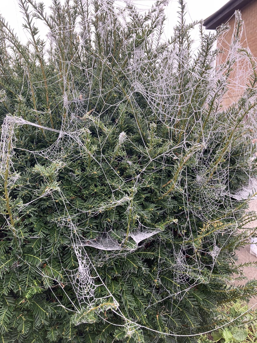 Aliki Varvogli Αλικη Βαρβογλη tweet media