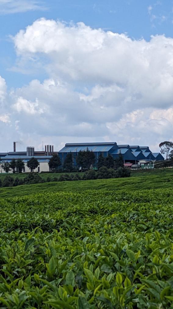 aadumbuya's tweet photo. Just wrapped up an eye-opening visit to a tea production farm in Rwanda! 🌍🍃 Beyond the impressive industry setup, what truly stole my heart was the adjoining school for the children of smallholder farmers. Education is key to sustainable development! 📚💚. #GHAL https://t.co/WEaAvlkvwp