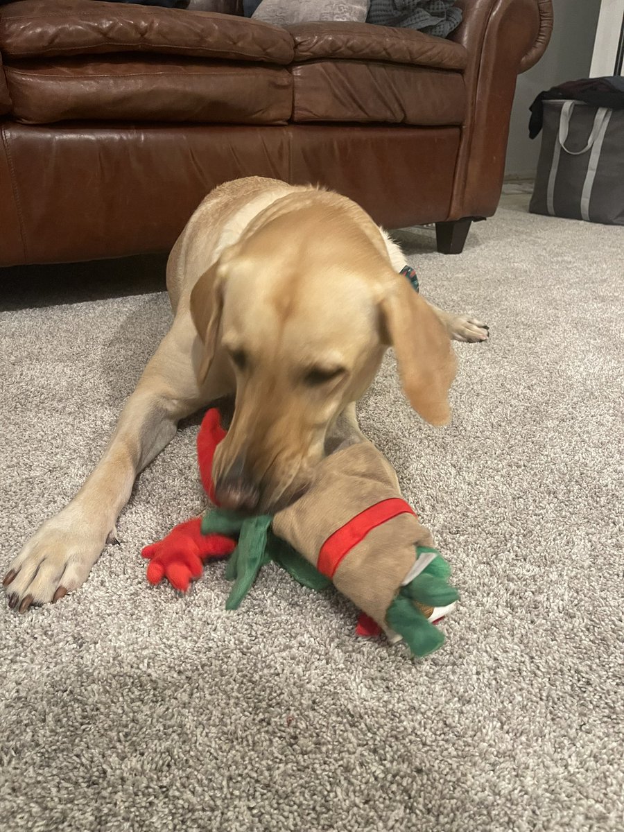 Thank you @ChewyClaus! Dino loves his bow ties and toy! #itsgoodtobethedog #LabradorRetriever #surprisedelivery