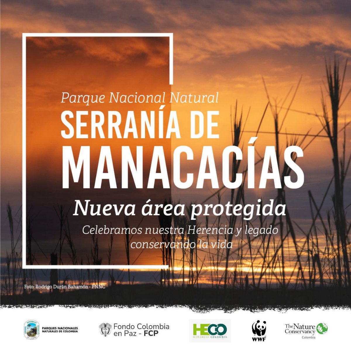 #Hoy El Parque Nacional Natural Serranía de Manacacias!!! Una joya natural en el municipio de #SanMartindelosLlanos en el #Meta!!!  Se protegen 68.030 hectáreas de sabanas naturales en la altillanura ondulada y disectada de la #Orinoquia <a href="/ParquesColombia/">Parques Nacionales Naturales de Colombia</a>
