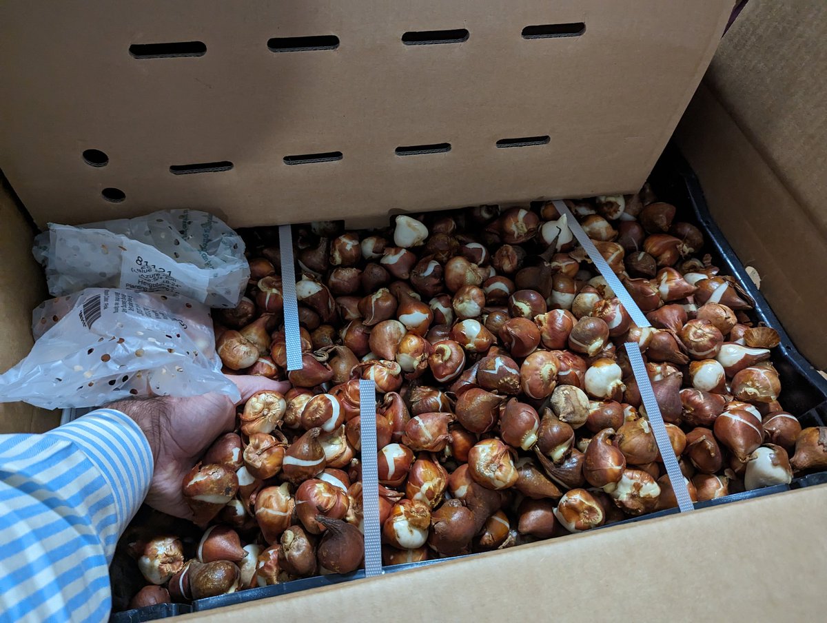 I may have Tulip fever.