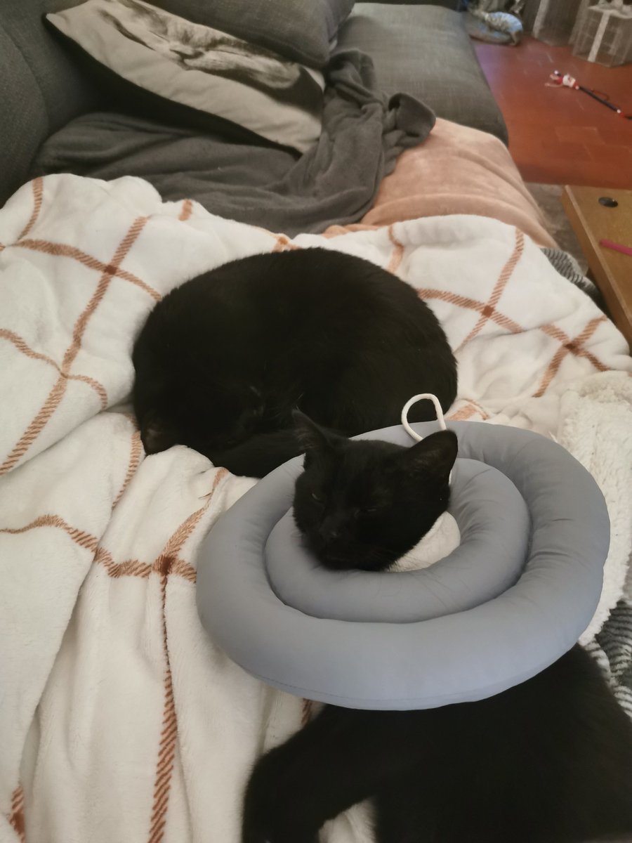 MillinatorThe's tweet photo. Eddie got spayed, had 3 day check-up with vet, all going great, allowed back into GenPop during the day.
(I can see why some people avoid getting their cats fixed, it's very stressful, I worried in the days running up, all day of the op, in the days after. But it needed doing ❤️) https://t.co/3UghMsF5yq