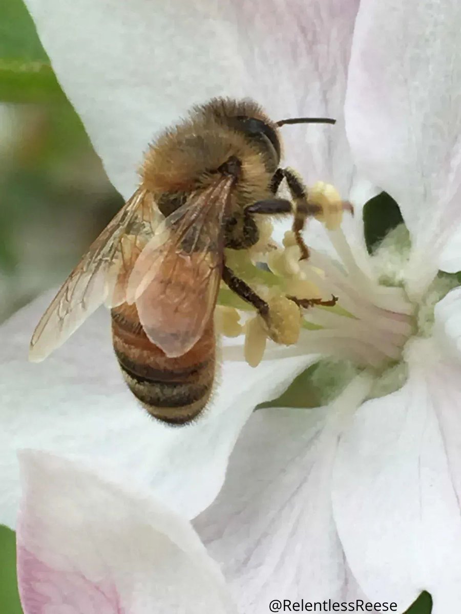 OceanProtectL's tweet photo. Bee the Protector they Need https://t.co/c70JOLX81F climateaction #climatechange #sustainability #globalwarming #savetheplanet #climate #ecofriendly #climatecrisis #OceanProtectionLeague #LiquidHike #ClimateEmergency #ClimateJustice #ClimateAction https://t.co/IyARi5Ta0P