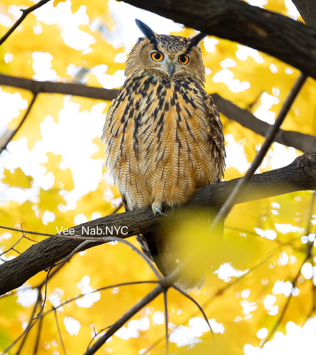 VenusNabs's tweet photo. And just like that, today is  Flaco’s 10th month of freedom from his enclosure in Central Park Zoo. This image was taken in November at the Loch in  Central Park surrounded with the most beautiful fall foliage. #birdcpp #Nature #Naturephotography #wildlife https://t.co/qmD21kLAoc