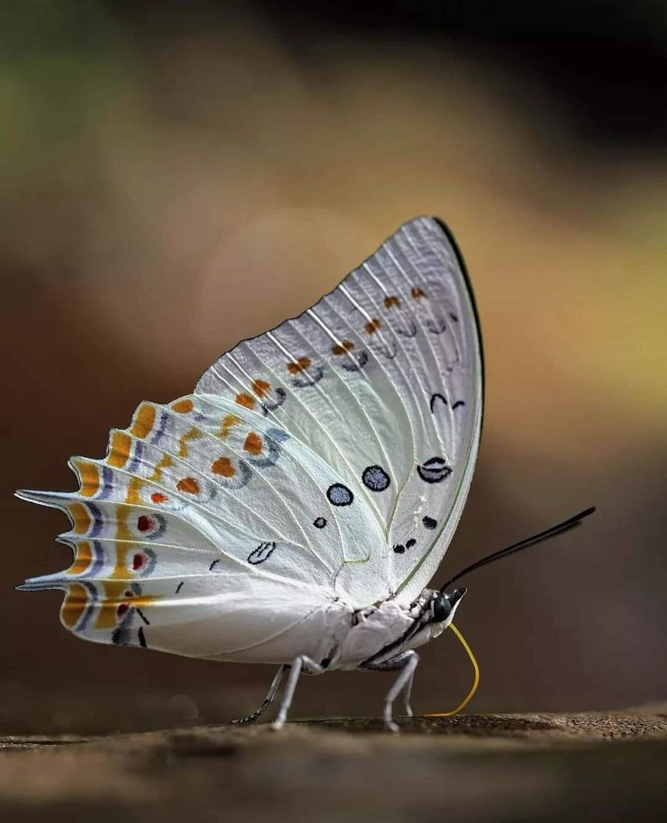 The mirror is clear and uniform when
there are no objects to reflect; 
the same appears variegated by images reflected in it. 

So also the Self is pure intelligence
and clear when not contaminated by thoughts.