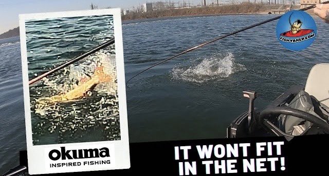 Awesome light tackle musky fight!  Click the video link &gt; youtu.be/dJVqlJ1ZxXY?si…