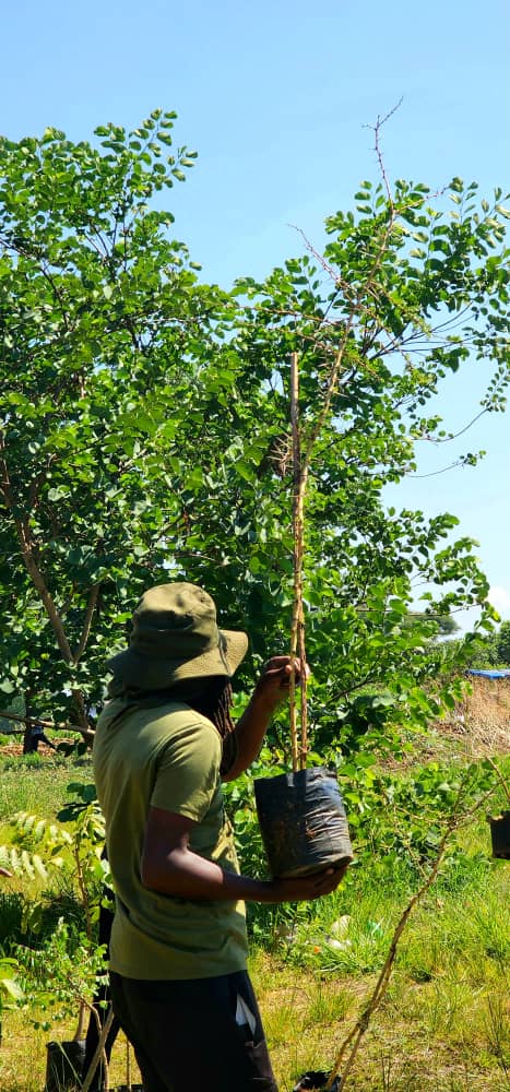 The significance of trees extends beyond environmental benefits; they also contribute positively to mental health and help combat genderbased violence.Recognizing the importance of preserving existing trees and planting new ones strategically, we can create healthier communities