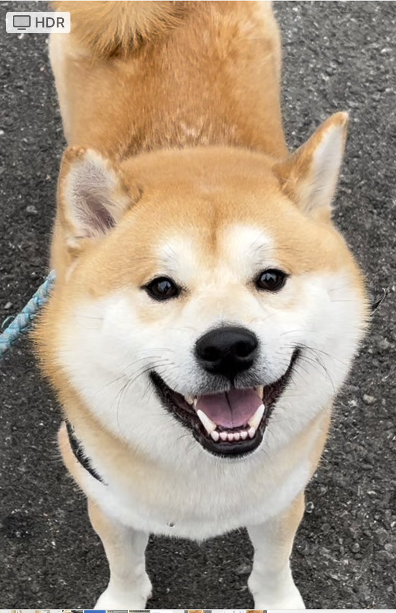 笑顔でおはようございます☺️
#柴犬 #おはようございます