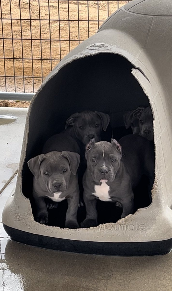 XXXCLUSIVEBULLY's tweet photo. MAUVELOUS X THE MATRIX 
the Baddest XL Blue color puppies out right now with the genetics of the oldschool blood and the new vision of today Xtreme Xotic &amp; Xclusive 🩸👊🏼
#americaBullyz 
#REGULATE 
#xlbullyz 
#ABKC https://t.co/wM2HCI7kAH