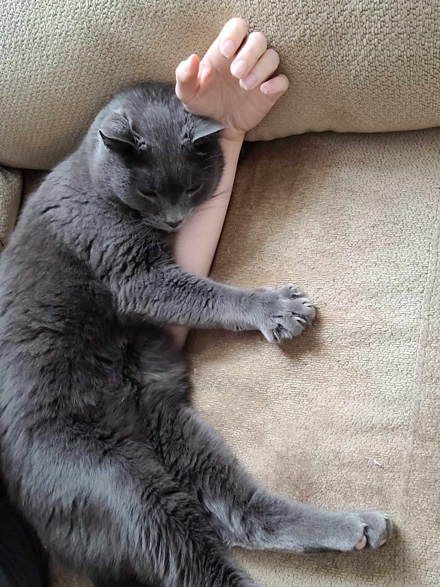#PEI #lostpet please share! 

My brother's cat Thor escaped this morning from the house in New Dominion. 

Just moved in yesterday, so he doesn't know the area well 😔

He is chipped, is very kind, loves people, &amp; responds to shaking treat bags. 

If you see him, please message!