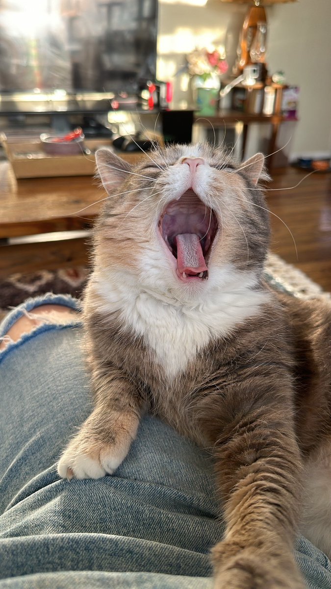 Hannah Petronek 🍄🌳 tweet media