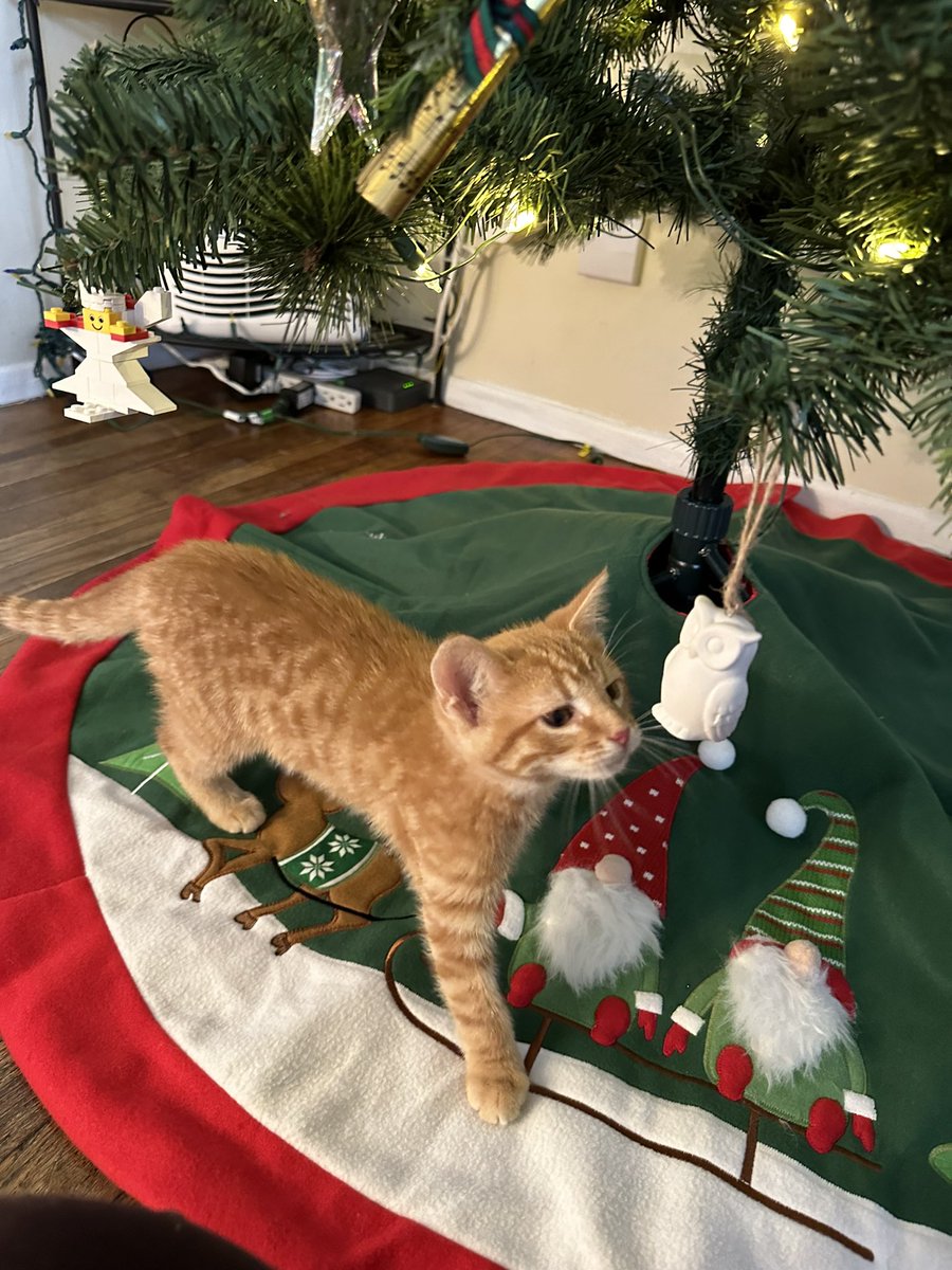 Hannah Petronek 🍄🌳 tweet media