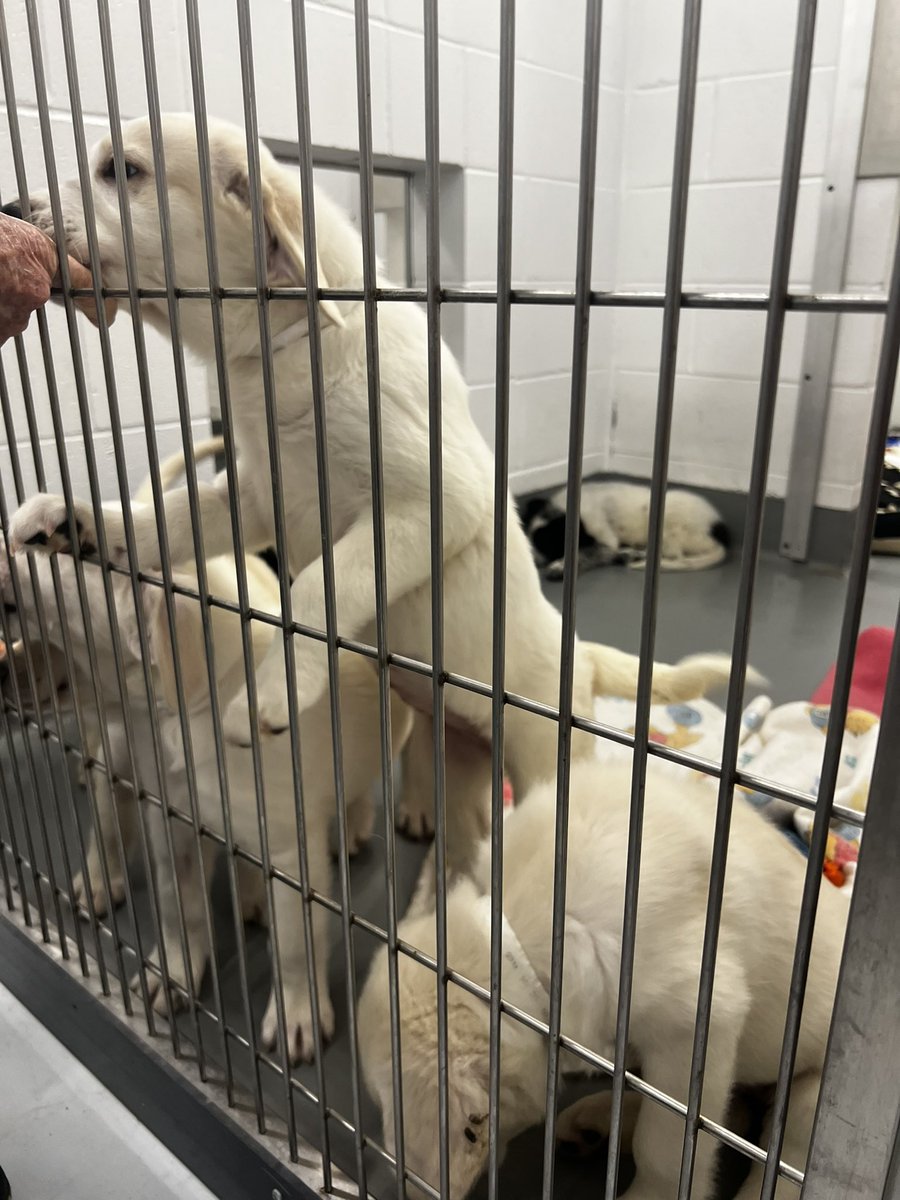 CBernardCurler's tweet photo. Every being deserves a loving home, and the @CalgaryHumane is working hard to make that a reality. Their Home for the Holidays campaign aims to give foster animals a warm and loving temporary home through the holidays as they await their forever families. Pls foster or adopt! 💕 https://t.co/YC2khuOIk2