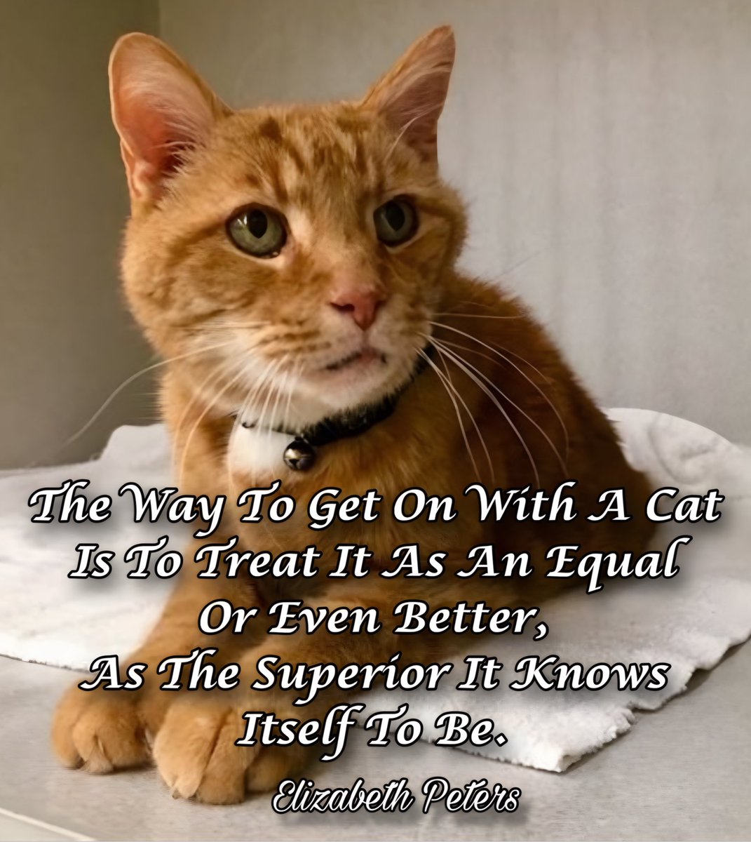 #CaturdayEve <a href="/89BrownSugar/">WILL MA</a> <a href="/JackConnie/">Connie Jack</a> <a href="/RosaTrunk/">Rosa</a> <a href="/Rosakdp/">Rosa Lopez</a> <a href="/PatGrant7777/">✨Star Bright ✨</a> <a href="/szentandrassym/">🌞 Sophie S 🌴</a> <a href="/BeatriceLacy/">Beatrice Lacy</a> <a href="/marvil296/">Marvil</a> <a href="/seale15/">Judy Seale</a> <a href="/victoria_victo3/">victoria</a> <a href="/ZoraidaPalacios/">Zoraida Palacios</a> <a href="/debratankersle1/">debra tankersley</a> <a href="/JanetBarstow/">Janet Barstow</a> <a href="/ClockworkHamma/">Clockwork Hamma</a> <a href="/SuzanneLepage1/">Suzanne Lepage</a> <a href="/antoniomanager/">Antonio Hewlett</a> <a href="/KariJoys/">Kari Joys MS</a>