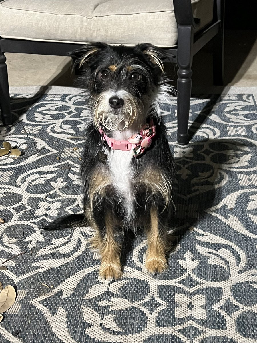 I’ve never had a dog with such an amazing beard before. She’s so awesome and I’ve learned to use washcloths again!😍😍 Have a great night!
