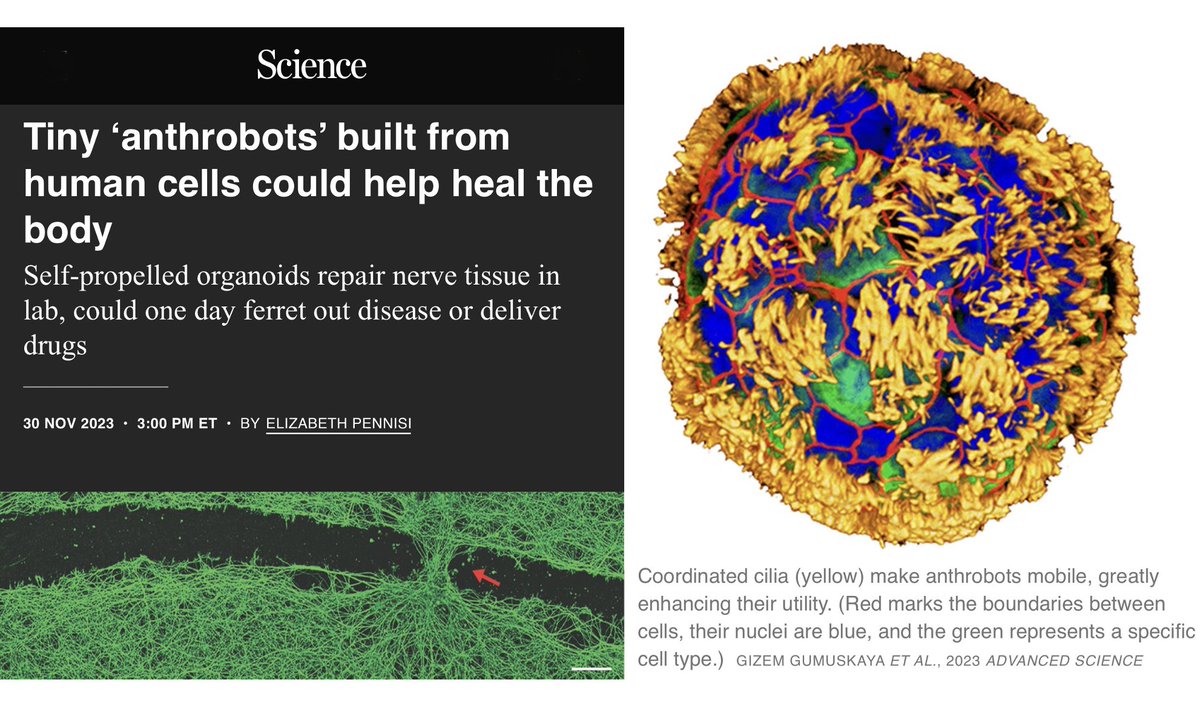 Astonishing Anthrobots  🦠
If you want nanobots to circulate in your bloodstream to fight cancer or repair tissues, how might you avoid the immune system?  Build multicellular self-assembling biobots out of the patient’s own cells, specifically tracheal cells that have wisps of