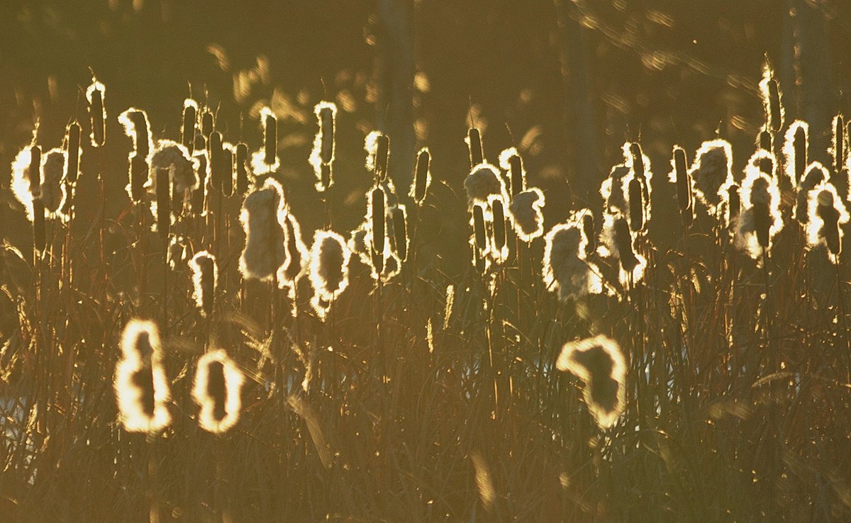 Day 2 of Nature in December: down by the riverbank at sunset (shooting into the sun and playing with contrast). #nature #naturewalk #winter