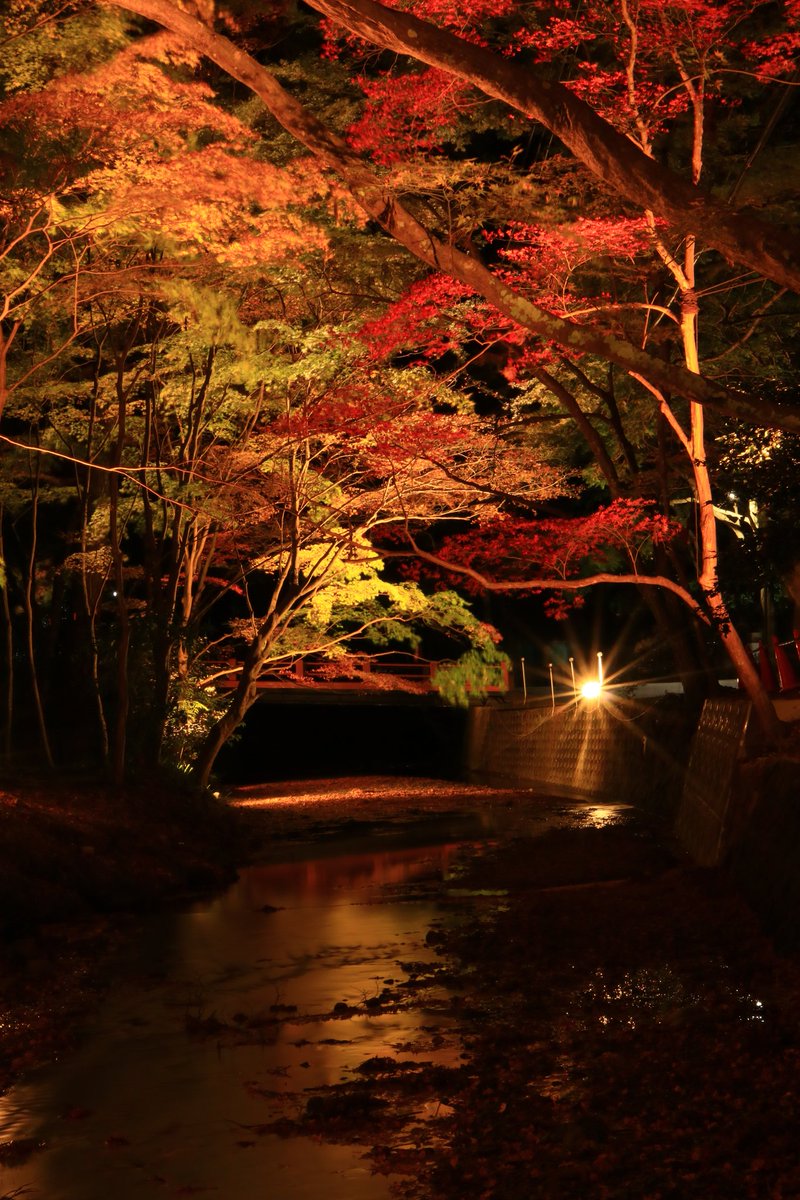 Nk_3200's tweet photo. 数年ぶりに訪れた小國神社

なんかカップルばかりで隅に追いやられながら撮影(汗
女性カメラマンさんも結構いてみんな楽しんでて良かったです！

自分も楽しめました～♪

＃紅葉
＃小國神社
＃紅葉ライトアップ https://t.co/ADY0zP6FlN
