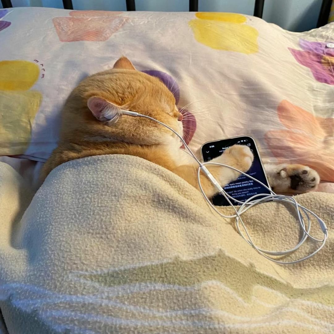 contents that ll heal your depression 🌻 (@catshealdeprsn) on Twitter photo 