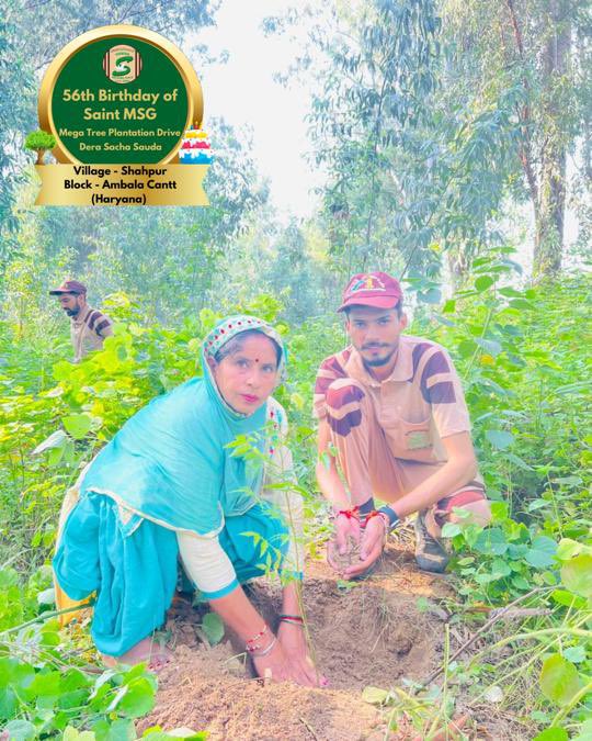 ShivKum69661654's tweet image. The best gifts come from the heart and earth. 🌲Tree Plantation By DSS Volunteers from Shahpur, Ambala Cantt, Haryana on the occasion of Saint Dr. MSG's Birthday. #56thBirthday #SaintDrMSG #DeraSachaSauda #TreePlantation