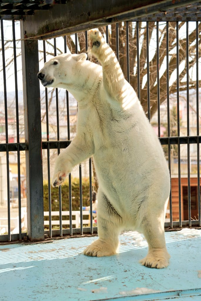 お久しぶりの #アイラ ❤️
(2023/12/3)

#ホッキョクグマ #おびひろ動物園 #帯広 #polarbear #obihirozoo #obihiro