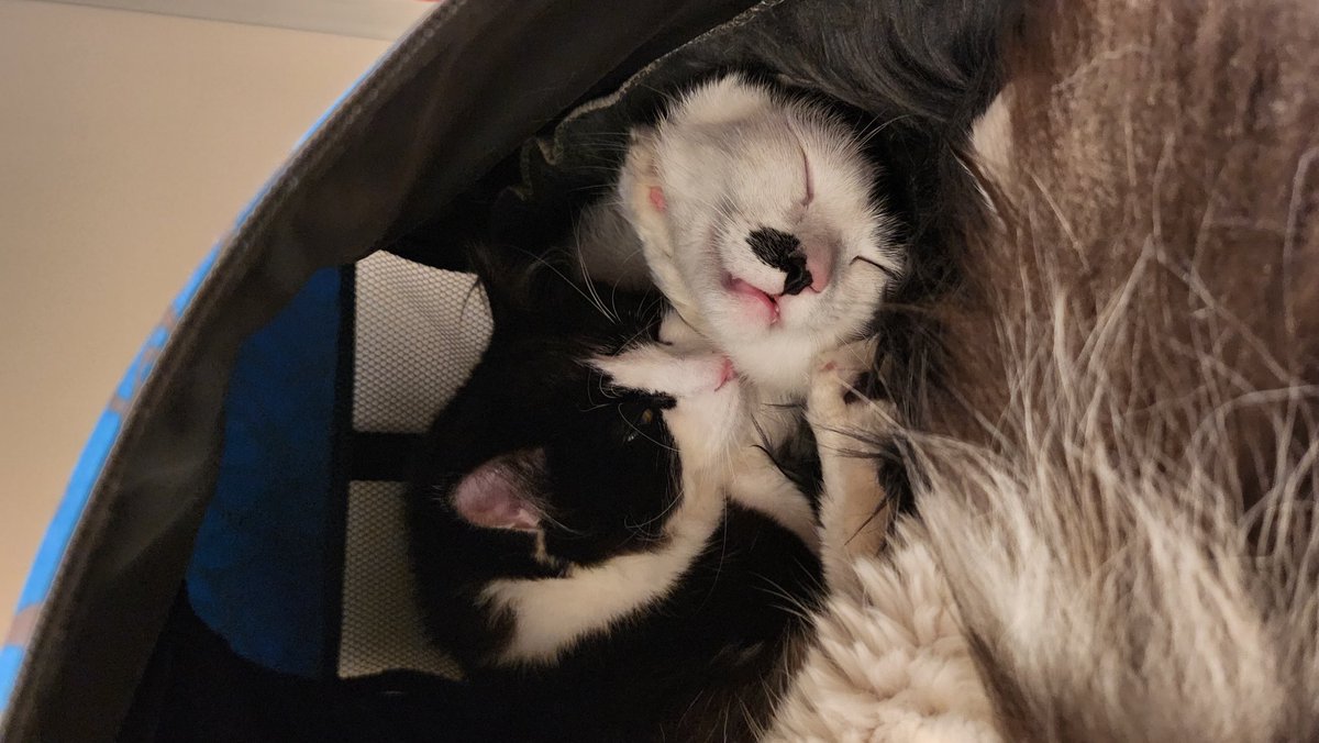 sweetymadnes's tweet photo. Мои пупсики!😽🐱 https://t.co/sVI2i4jYVO