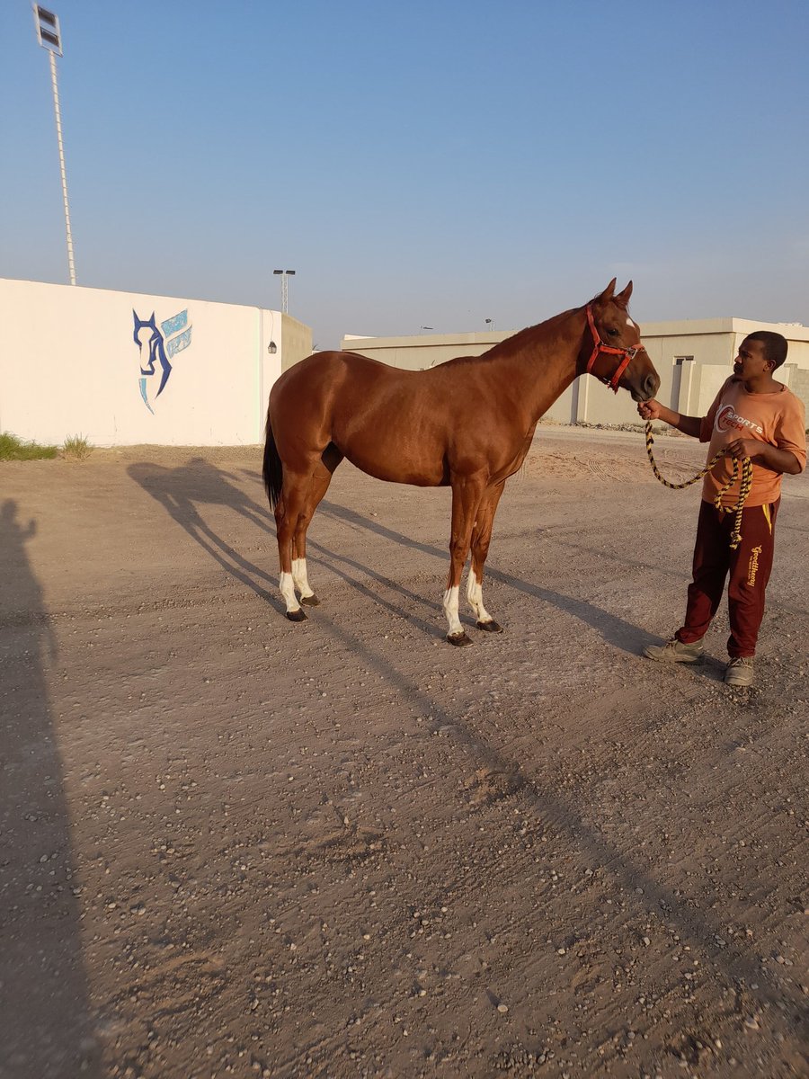 من معروضتنا في مزاد نادي سباقات الخيل
في اليوم السادس الإثنين 
الرقم  407
 ابن الفحل / كوجيتو Cogito
الأم  الأولى  / ميس ريبوت Miss Ribot