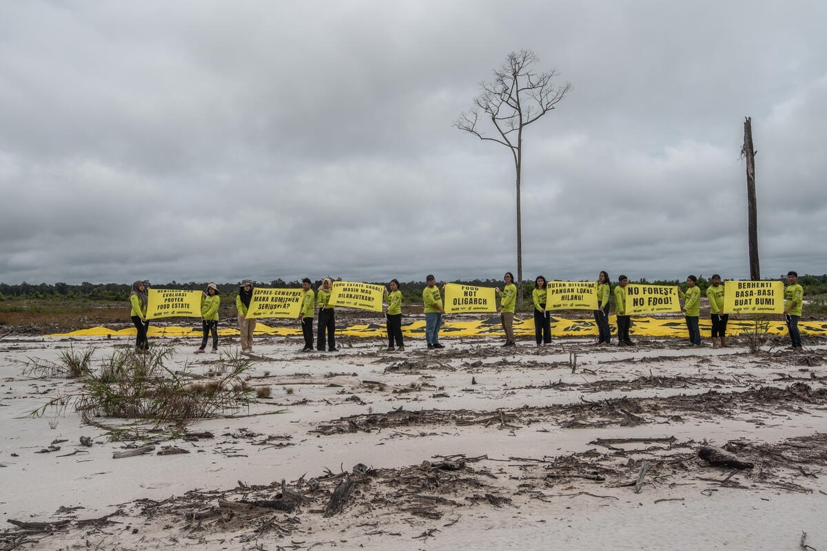 Kami datang kembali ke lokasi proyek food estate yang pernah kami sambangi tahun lalu ini. Hasilnya? Sama seperti sebelumnya. Hutan habis ditebang, tapi tak nampak singkong yang dijanjikan.