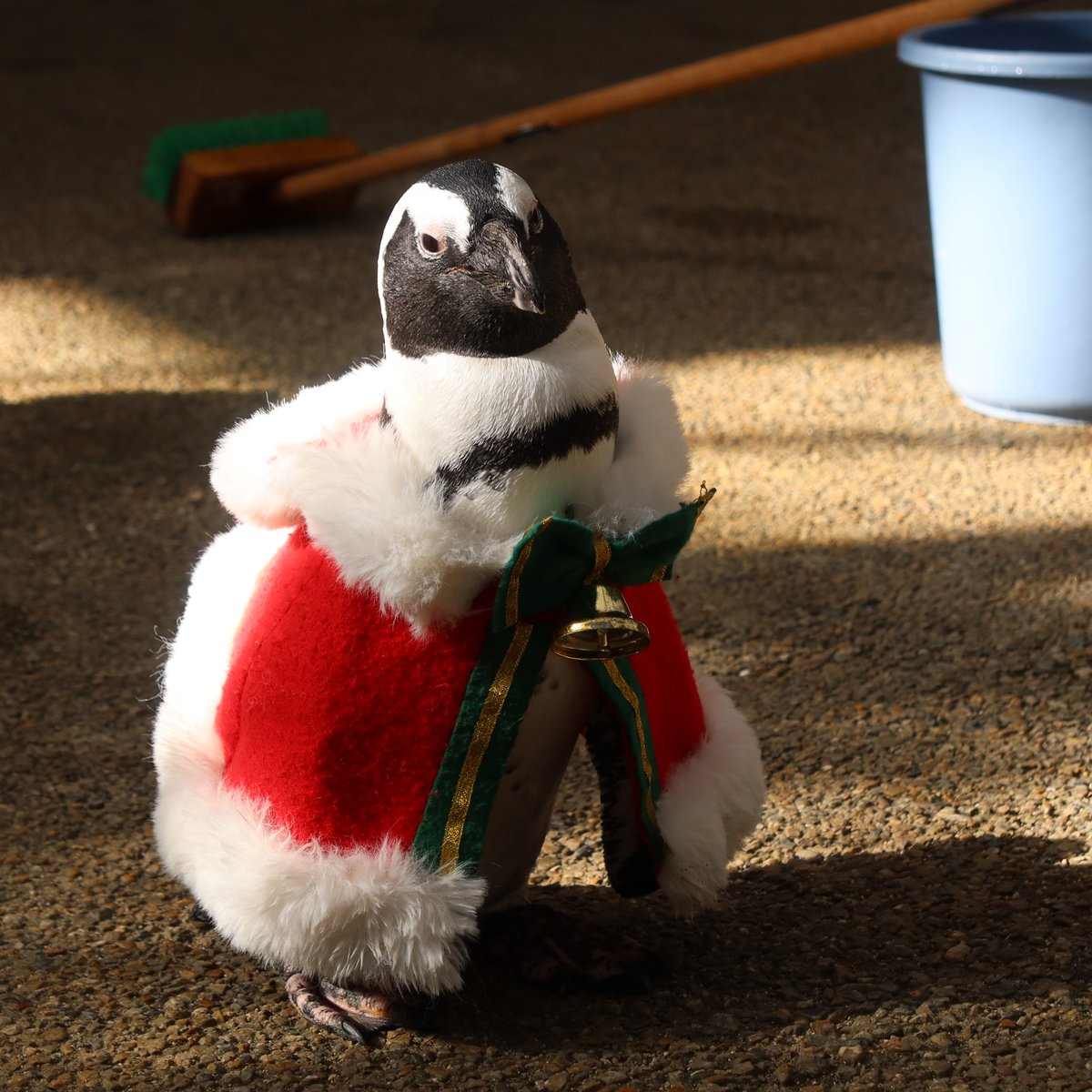 今年はずいぶんと凄みのあるサンタさんがやって来ました。 #ケープ