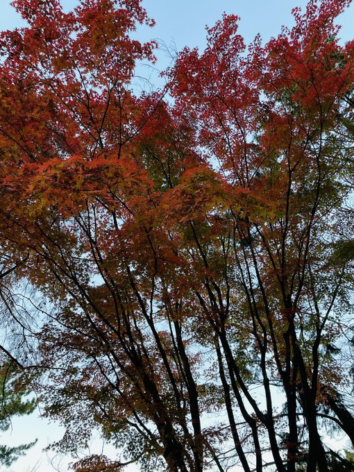 「秋 自然」のTwitter画像/イラスト(新着)｜2ページ目