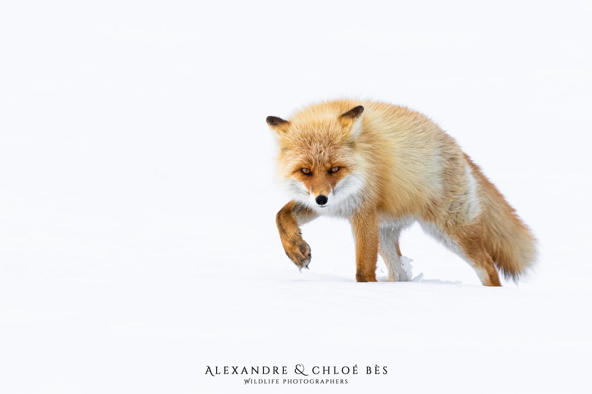 alexetchloebes's tweet photo. 13 décembre, c’est la date limite pour passer commande d’un tirage d’art sur notre site internet ou dans nos deux boutiques (Galerie Goralsky à Obernai et au Rivetoile à Strasbourg).
https://t.co/V2STacPHx3
#print #renard #fineart #limited #tirage #obernai #rivetoile #photo https://t.co/ljq6uiYUzQ