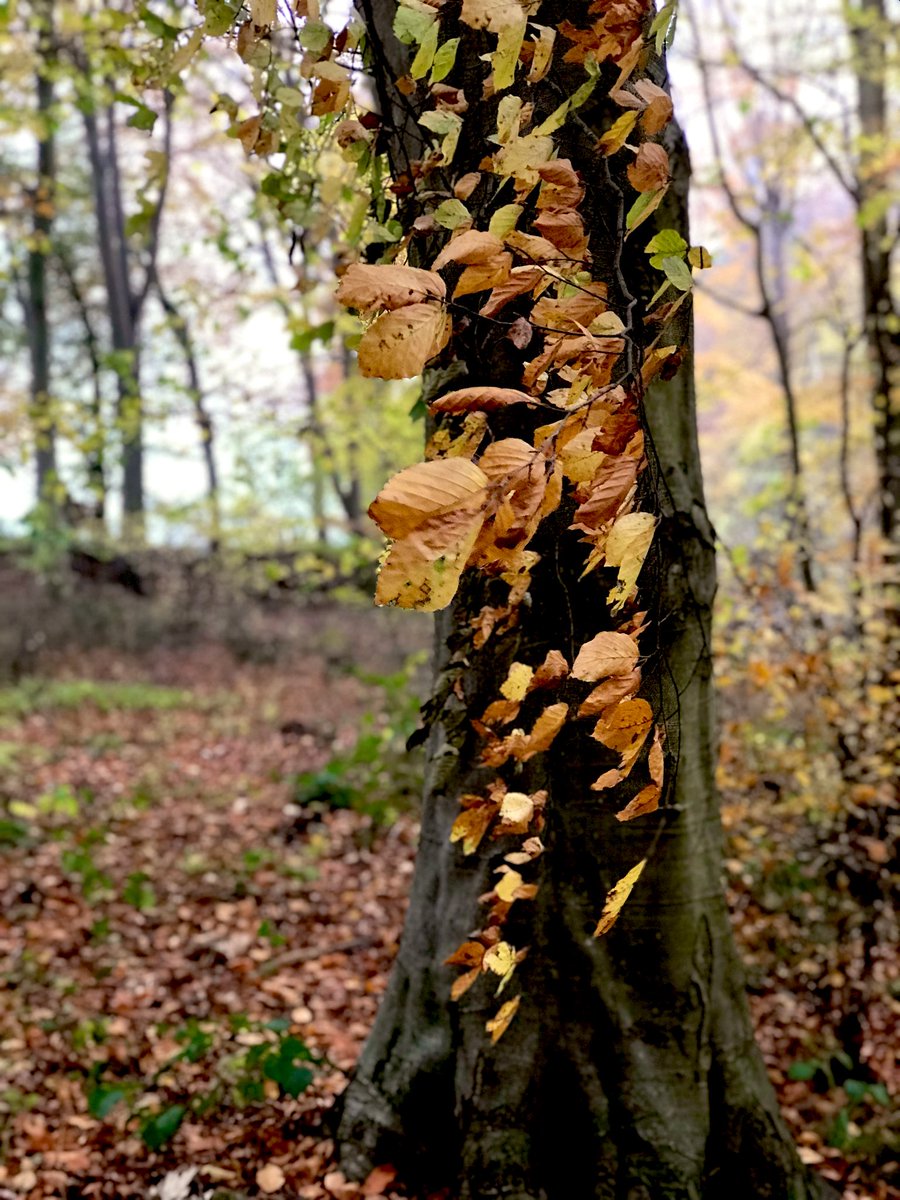 Last day 🍂 🌳 🍂 #NationalTreeWeek #Autumn #Trees #Leaves #SundayYellow