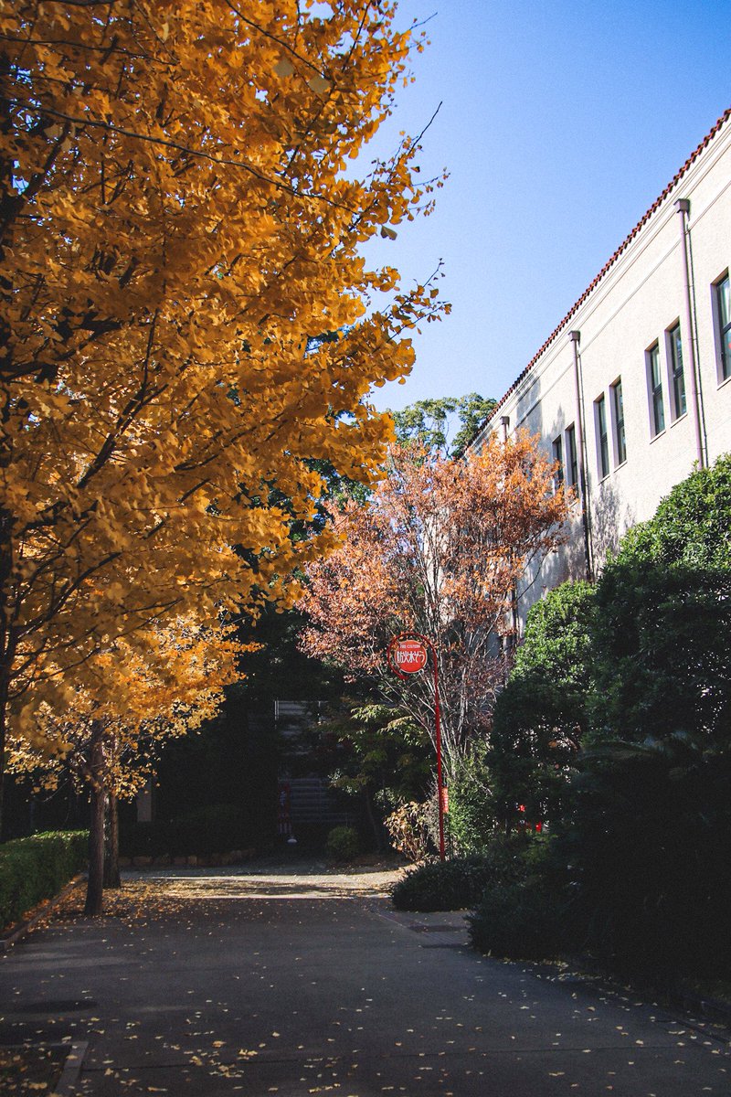 popcorn_nomu's tweet photo. Sunday Afternoon 

Location:
Kwansei Gakuin University https://t.co/vyvcvdZf5X