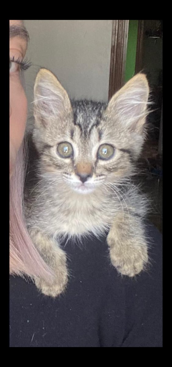 Jatziri_jatzi's tweet photo. Me perdí.
ayúdame a regresar tengo 3 meses.
Información al 5534109335
CDMX https://t.co/VKCgBAqSmF