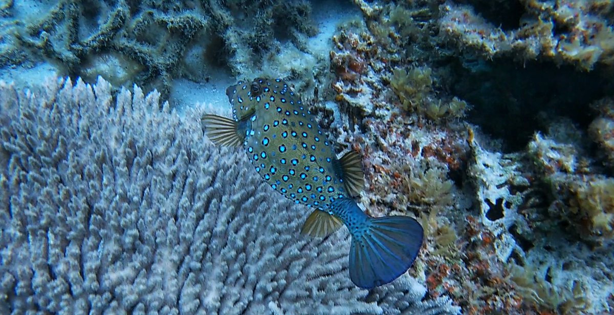 absinthe3434's tweet photo. Got to love a day of snorkelling 🐠🐟🏝️ #maritius https://t.co/OwPygOs24w