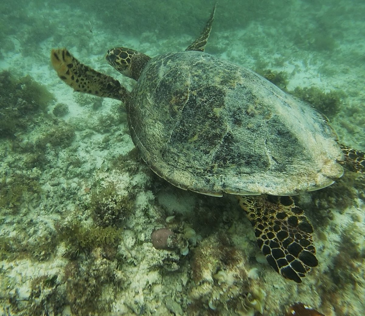 absinthe3434's tweet photo. Got to love a day of snorkelling 🐠🐟🏝️ #maritius https://t.co/OwPygOs24w