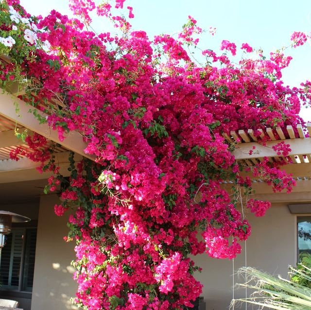 Justin_EEE_'s tweet photo. Beautiful flower 
#nature #photography #trending #travel #viral #love #beautiful #fl https://t.co/PjnpC6qDgg
