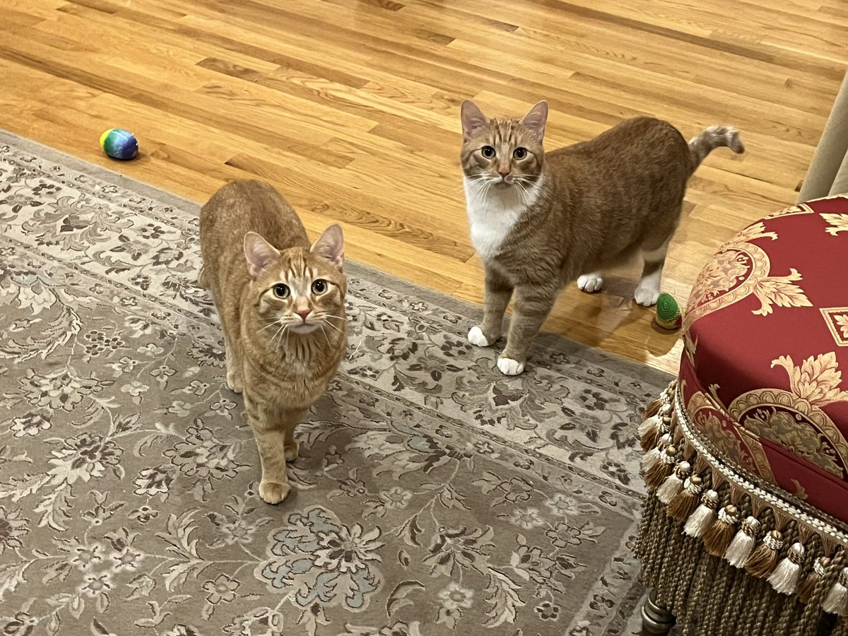 Hello from sunny ☀️ Boston Massachusetts USA

We would like new friends 

8881 9386 8430 katiepinney 
2381 6857 0235 luminary121

#Pokemonfriend 
#PokemonGO 
#PokemonGOCode 
#pokemongousa
#pokemongobr
#pokemongoappin
#pokemongoapp
#catchpokemongo

Thank you 🙏🏼