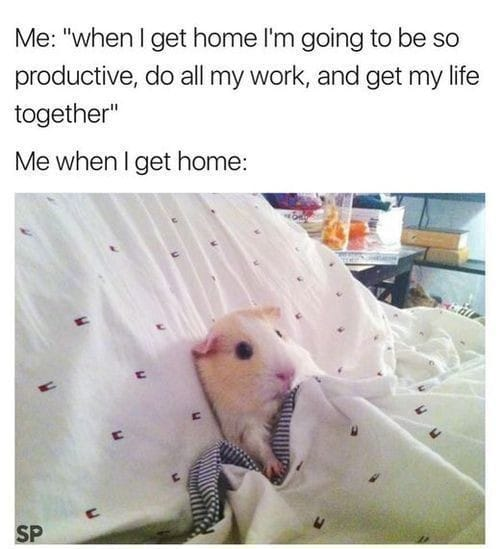 WholesomeMeme's tweet photo. https://t.co/BRXQinMgXU