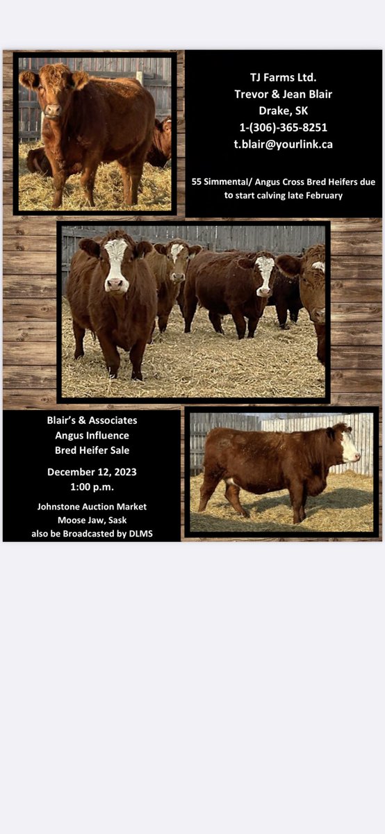 Well it’s that time of the year again, so if your looking for some bred heifers, please have a look at these Sim/Red Angus  X heifers on Dec 12th or reach out to me and I can look after you.