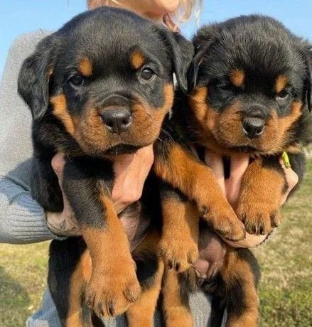 rottweiler7633's tweet photo. Gorgeous picture ❤️ https://t.co/lb0wmWZl6y