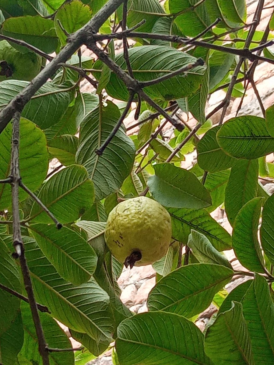 shanar68's tweet photo. @ShanthaRMohan @thaokar_vivek @Kirti @shashib @jla504 @Miss_Dazey @ravanatalks @UdayBaxi3 @SukiFuller @Deepakof78 @FreyaSnowball @nimmypal @Modern_Gypsy @UmaIyer01 @GautamGhosh @battrebeet @HippyMallu @yadsul @AsmitaT2 @narayananbala @grannyny @sunetrasenn @ShaliniNair68 @bing @CarnegieMellon @selinasenwrites Featuring the next stage of flowers today - fruits. Couldn't resist sharing these pictures of #allahabadi #amrood sent by my friend OP Srivastava from his orchard.
Good morning #DailyFlowers https://t.co/YHv27shj9k