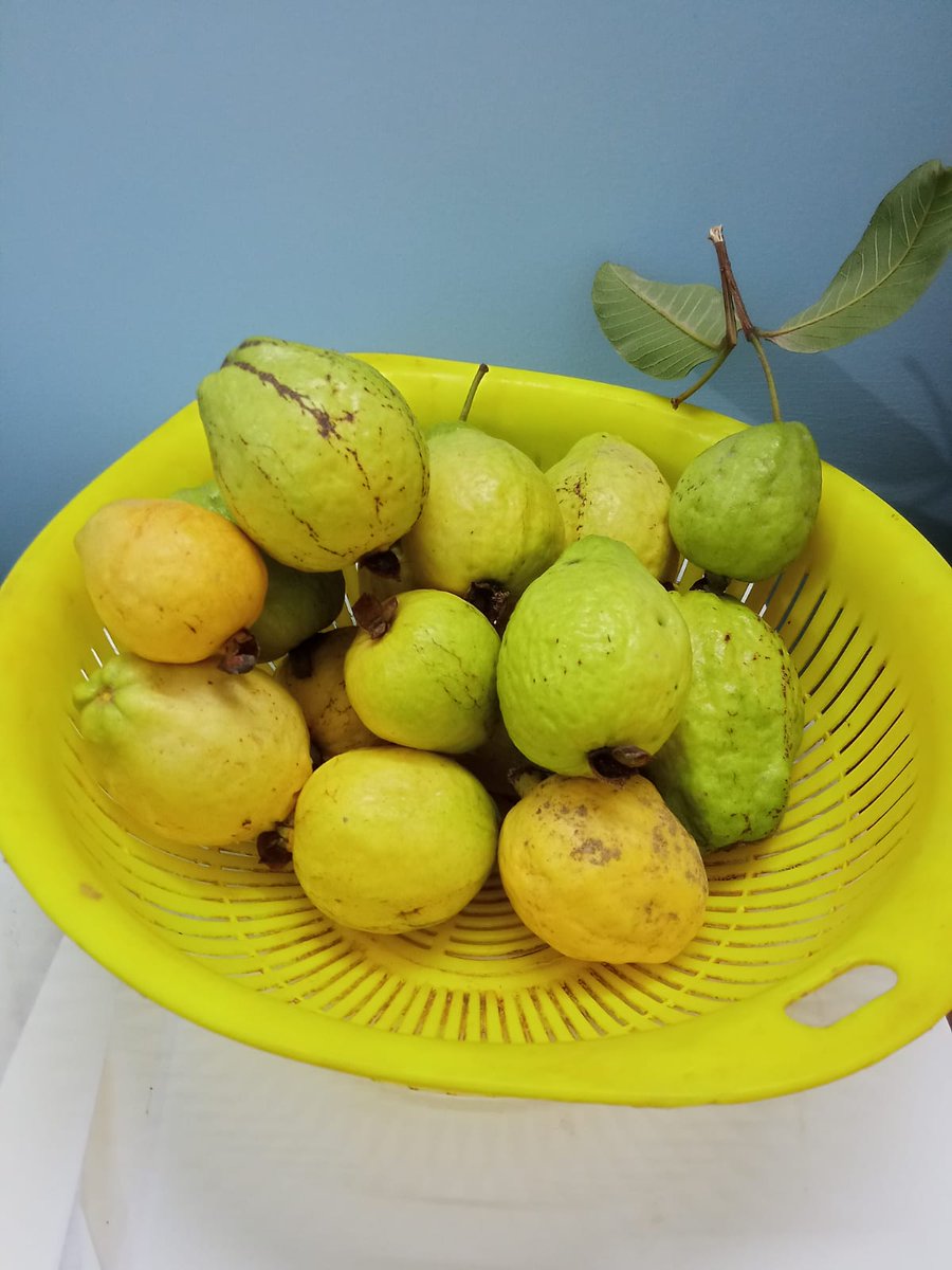 shanar68's tweet photo. @ShanthaRMohan @thaokar_vivek @Kirti @shashib @jla504 @Miss_Dazey @ravanatalks @UdayBaxi3 @SukiFuller @Deepakof78 @FreyaSnowball @nimmypal @Modern_Gypsy @UmaIyer01 @GautamGhosh @battrebeet @HippyMallu @yadsul @AsmitaT2 @narayananbala @grannyny @sunetrasenn @ShaliniNair68 @bing @CarnegieMellon @selinasenwrites Featuring the next stage of flowers today - fruits. Couldn't resist sharing these pictures of #allahabadi #amrood sent by my friend OP Srivastava from his orchard.
Good morning #DailyFlowers https://t.co/YHv27shj9k