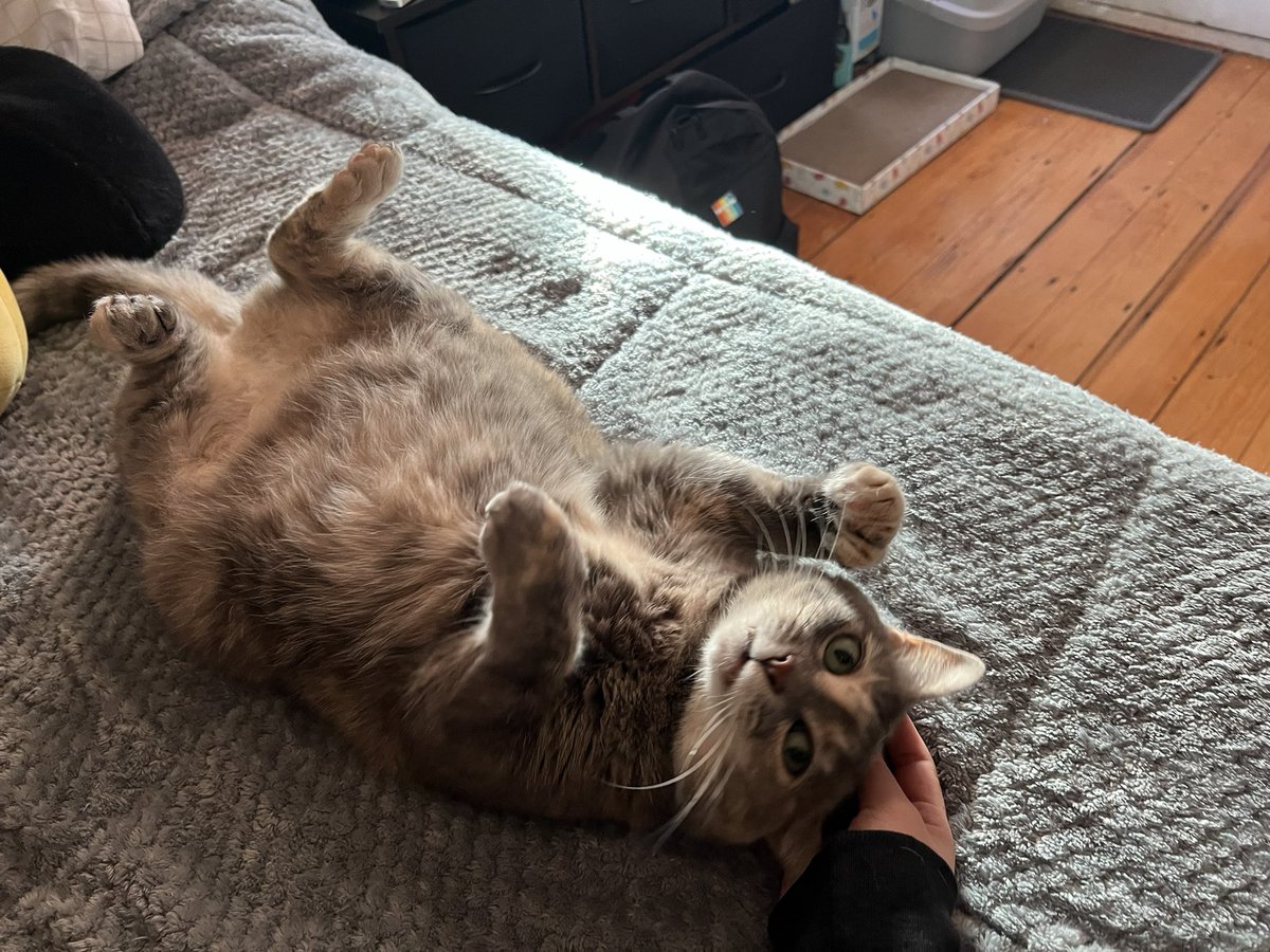 theebestbex's tweet photo. @deathritual my big chungus 😽🧡 https://t.co/srMgakZ8aa