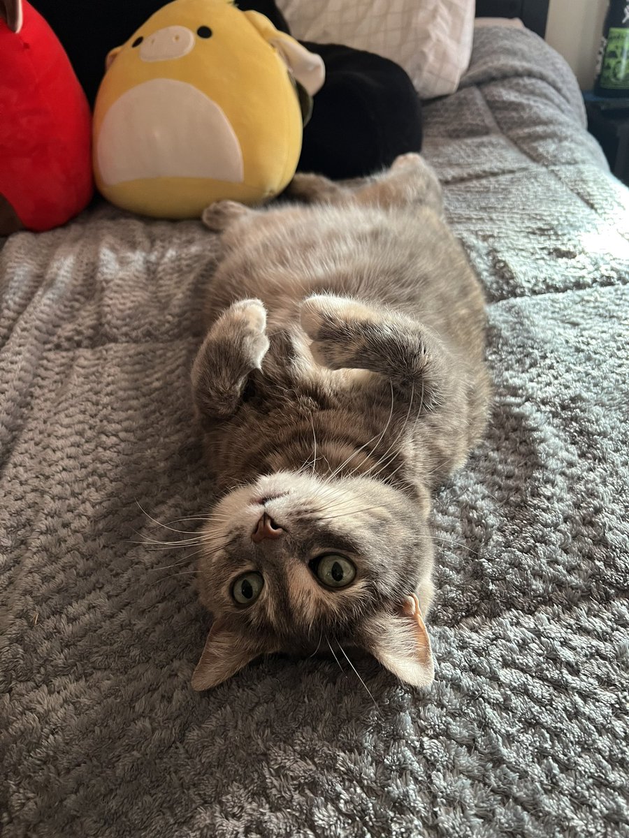 theebestbex's tweet photo. @deathritual my big chungus 😽🧡 https://t.co/srMgakZ8aa