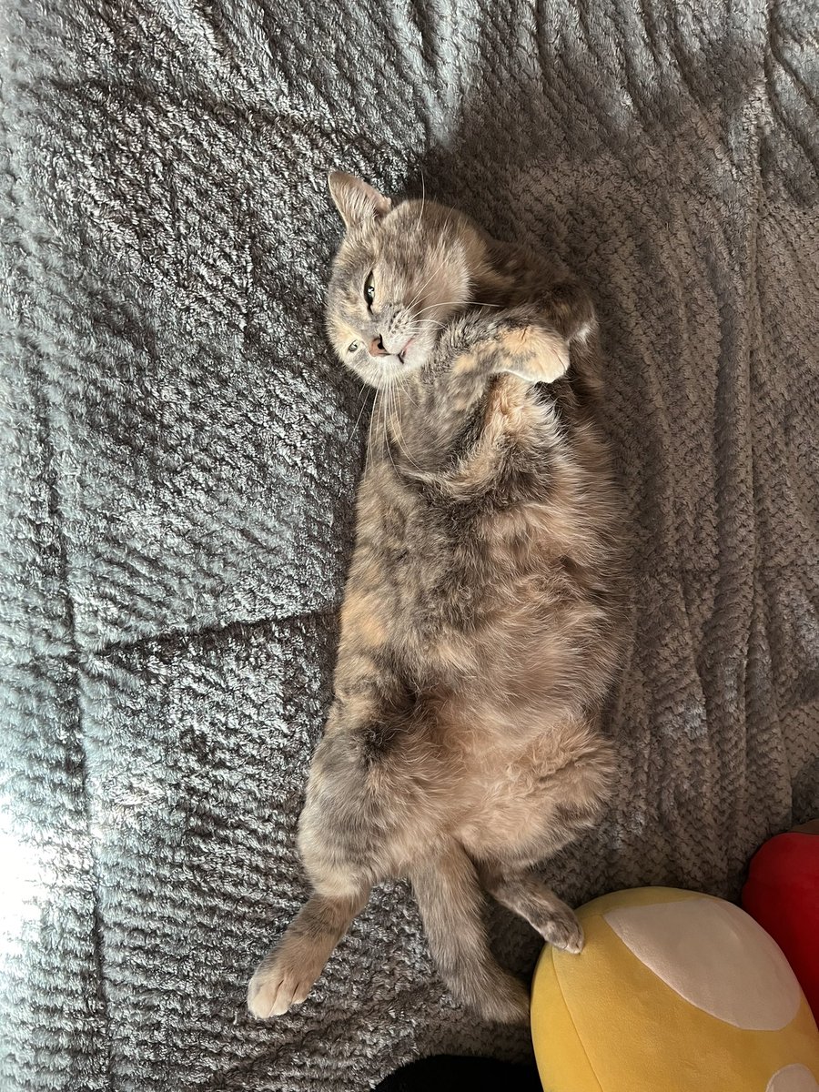 theebestbex's tweet photo. @deathritual my big chungus 😽🧡 https://t.co/srMgakZ8aa