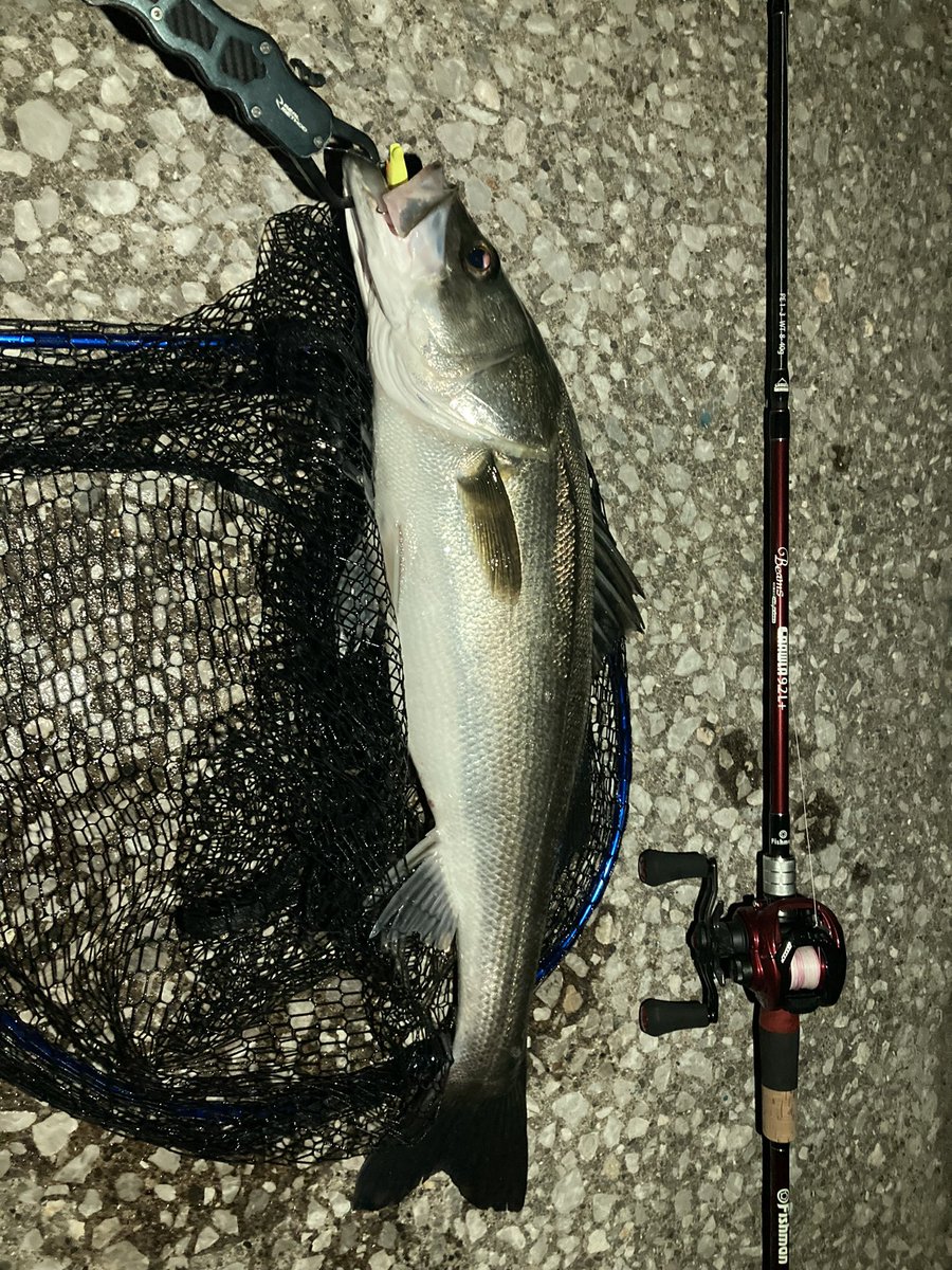 AzuSports's tweet photo. 先週はマゴチで今週はシーバス!
CRAWLA9.2L+は軽々飛ばせるしパワー負けしないから楽しいわ
もちろんルアーはブルーブルーで
#Fishman #Blue_Blue https://t.co/yw4WNDxov6