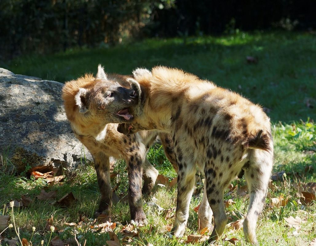 HourlyYeen's tweet photo. [🔗](https://t.co/22qclWLChk) https://t.co/cMwCmRWsBu