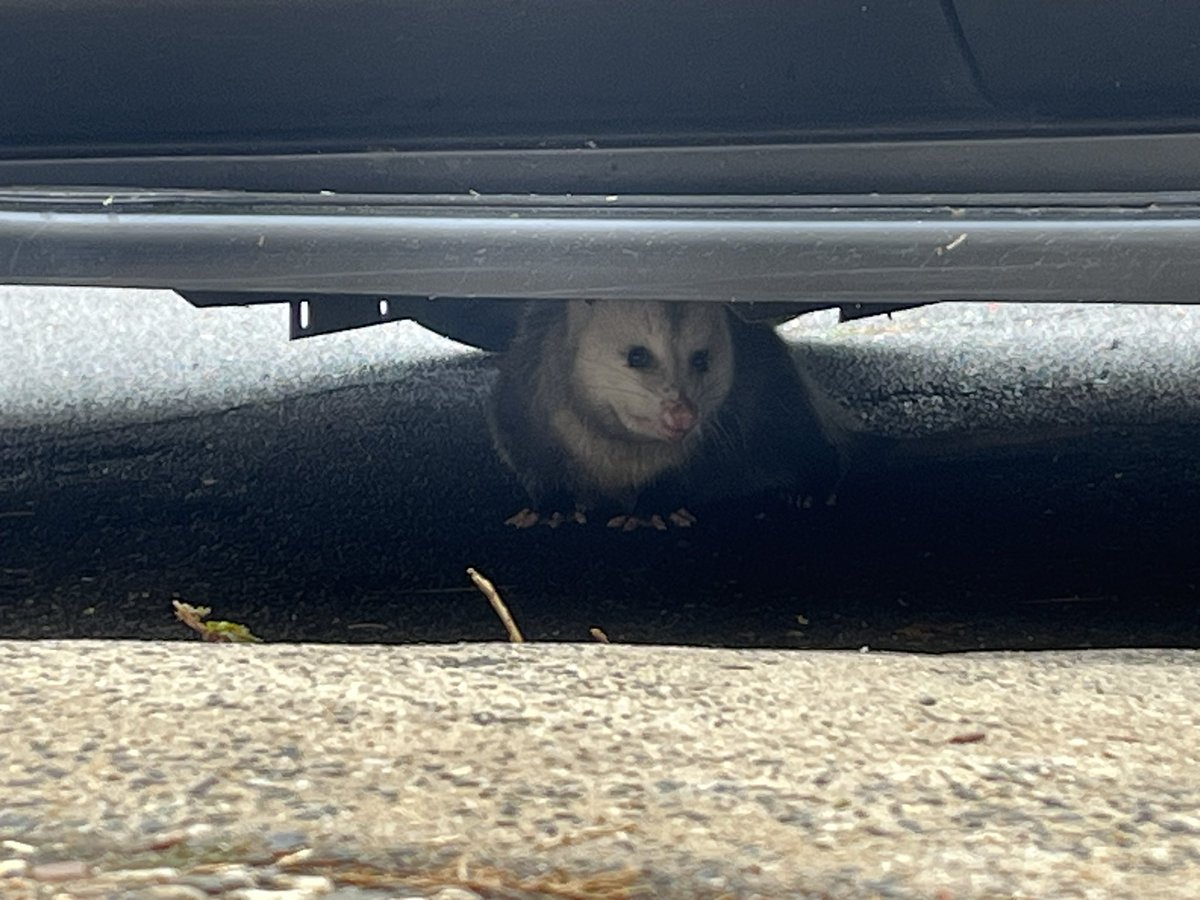 erinesbe's tweet photo. @PossumEveryHour I found a possum https://t.co/xJIJegTJBS